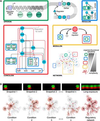 System Principles Governing the Organization, Architecture, Dynamics, and Evolution of Gene Regulatory Networks